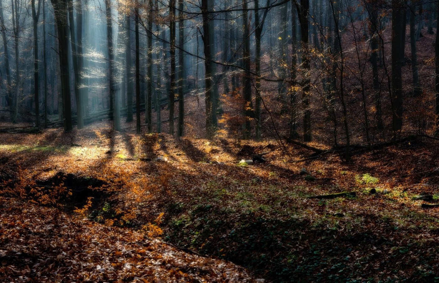 Őszi erdő a Zempléni-hegységben